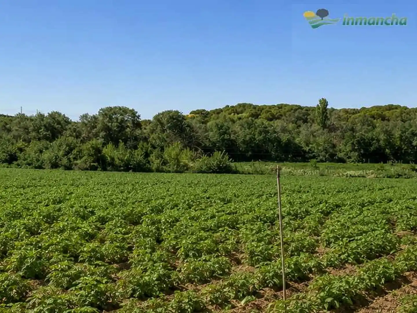 Rural land for sale in La Roda, imagen 5