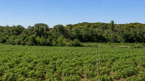 finca en venta 200 has. labor regadío Almendros monte en la Roda (Albacete), immagine 5