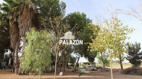 Finca rústica en venta para recreo en Catral Alicante, imatge 3