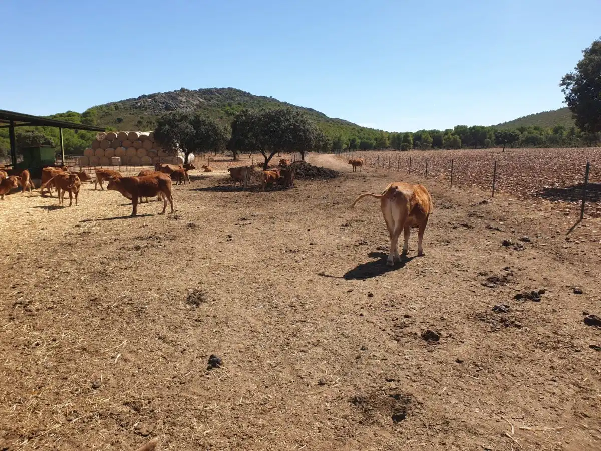 Finca rústica en venda a Área Rural-Valverde-Las Casas