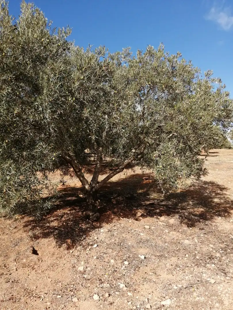Terrains et parcelles à vendre à Campillos, imagen 11