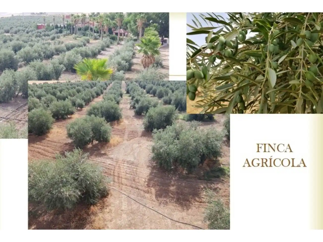 Jardín de Terreno en venta en Santa Cruz de Mudela
