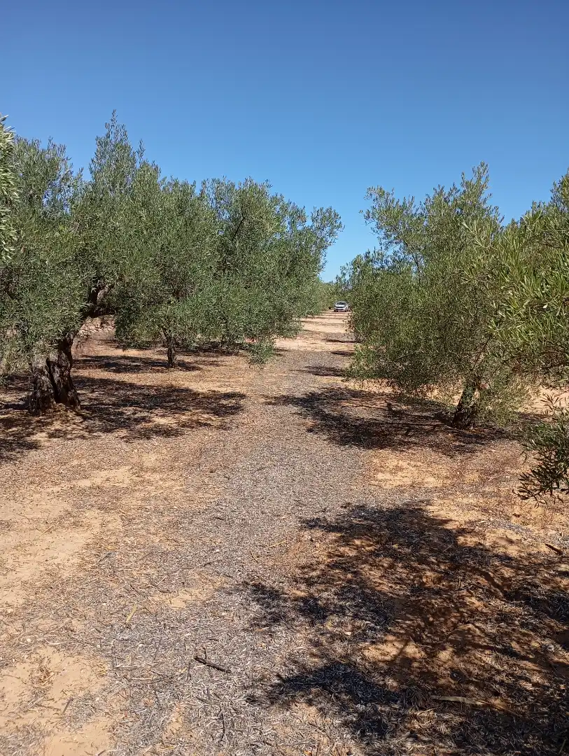 Terreny rústic en venda a Campo de Mirra / El Camp de Mirra, imagen 6