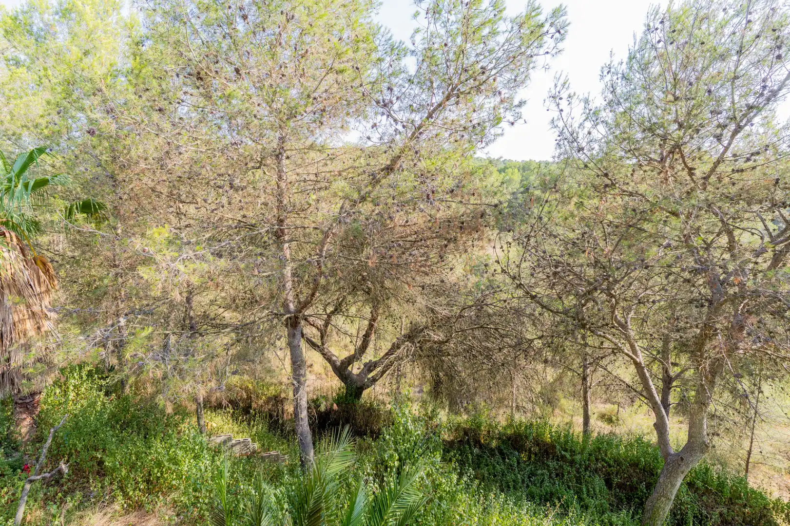 Jardí de Casa o xalet en venda en Segorbe amb Jardí privat, Terrassa i Piscina