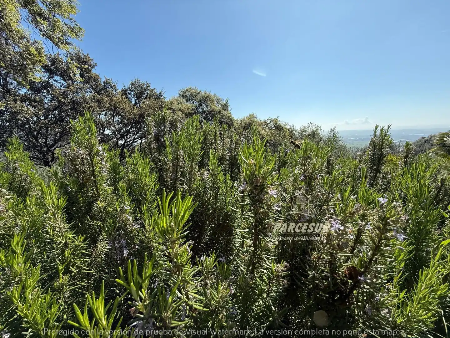 Finca rústica en venda en Córdoba amb Jardí privat i Traster