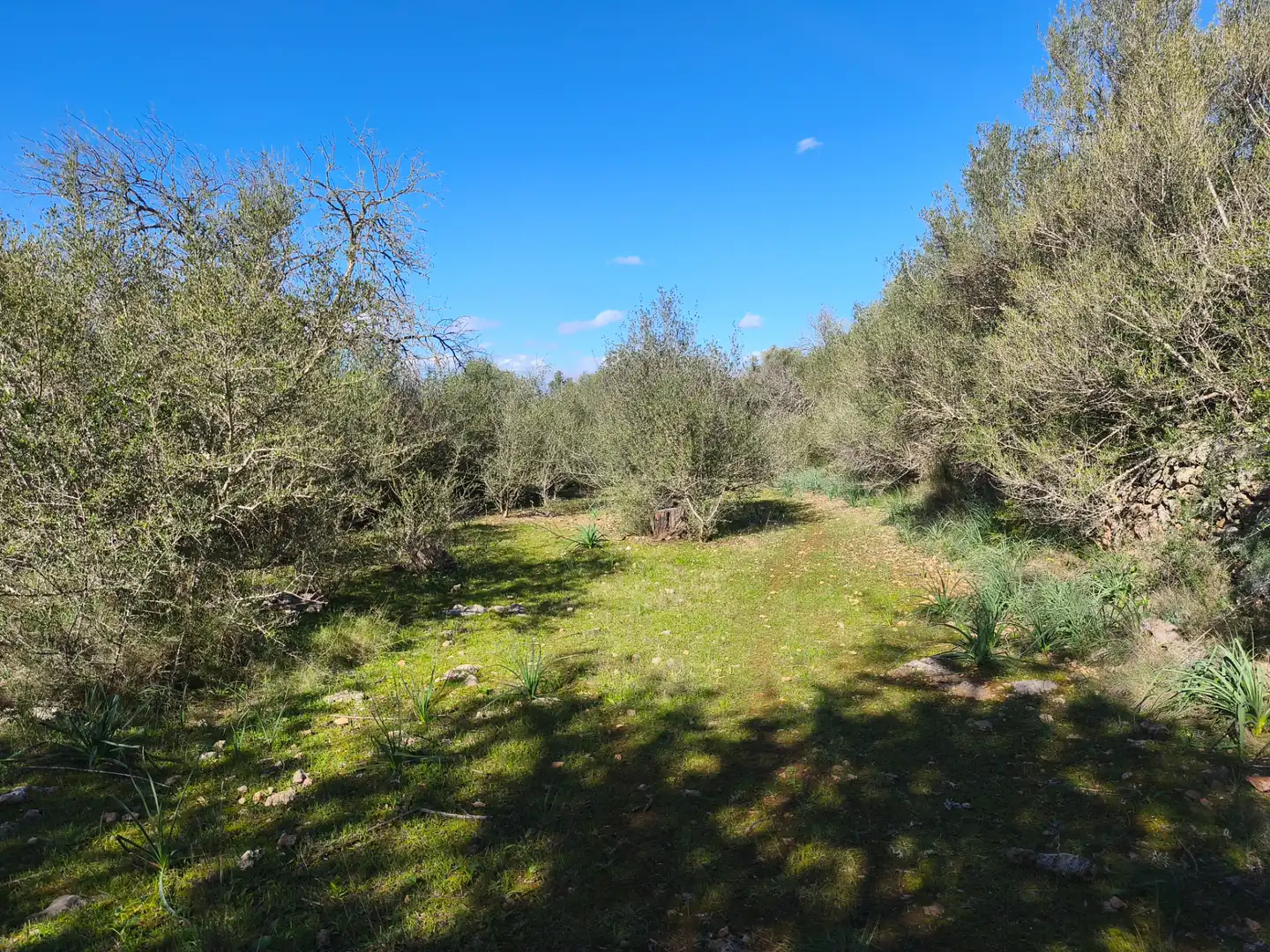Terreno residencial en venta en Carrer Ruberts 24, imagen 13