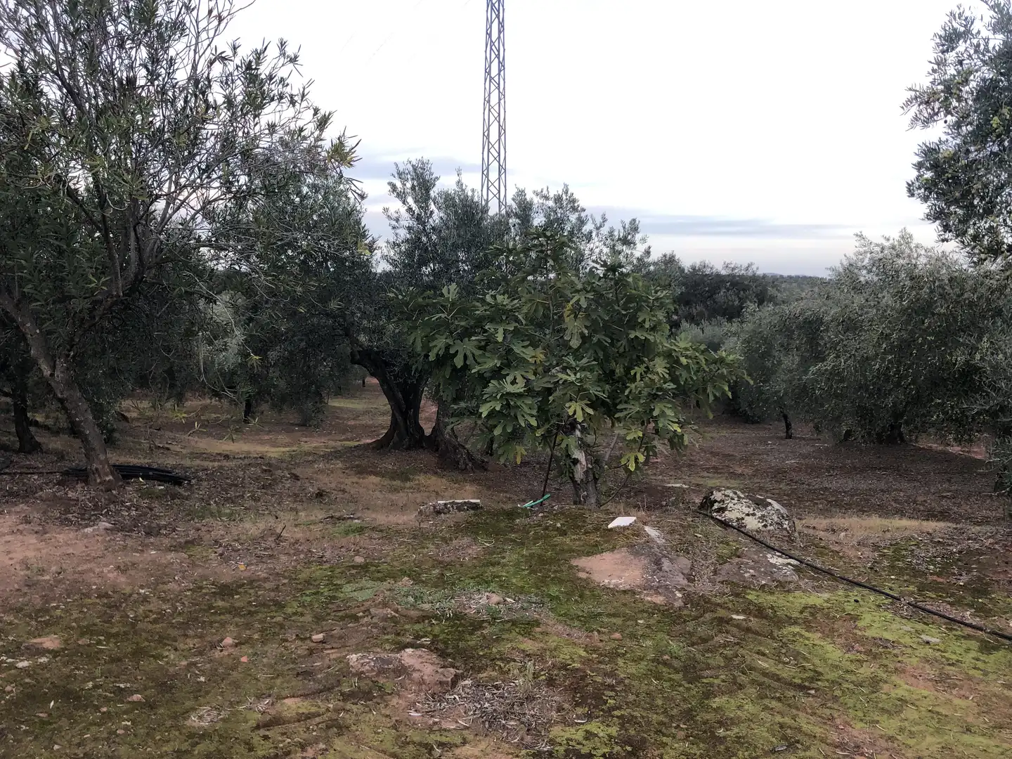 Rustikales Grundstück zum Verkauf in Montoro, imagen 5