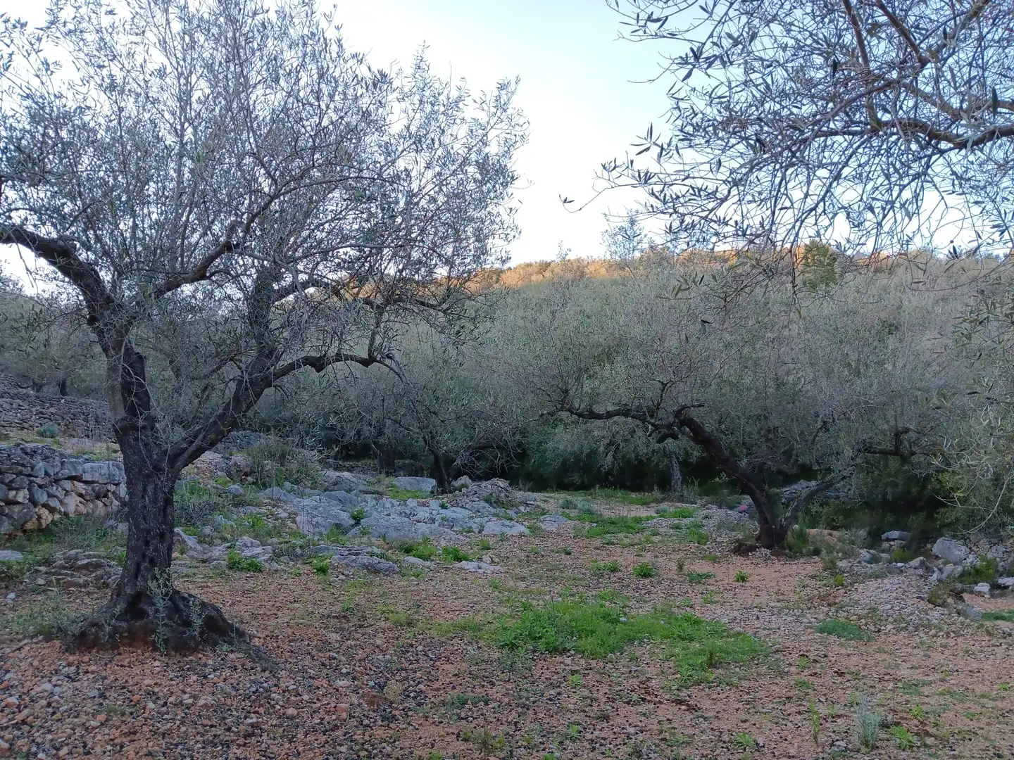 Terrenys i solars en venda a Ferreries, imagen 18