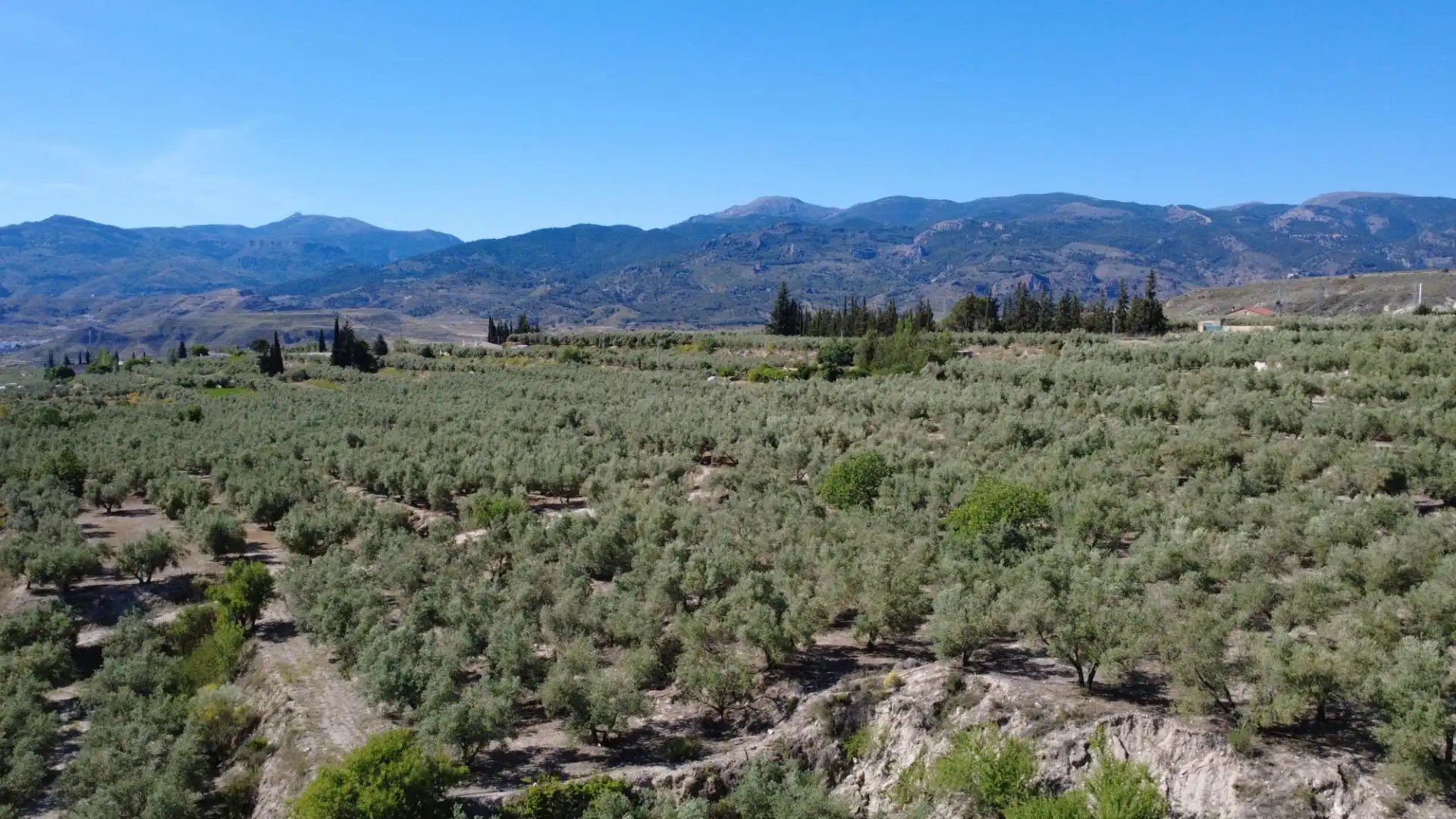 Terreno en venta en Tíjola