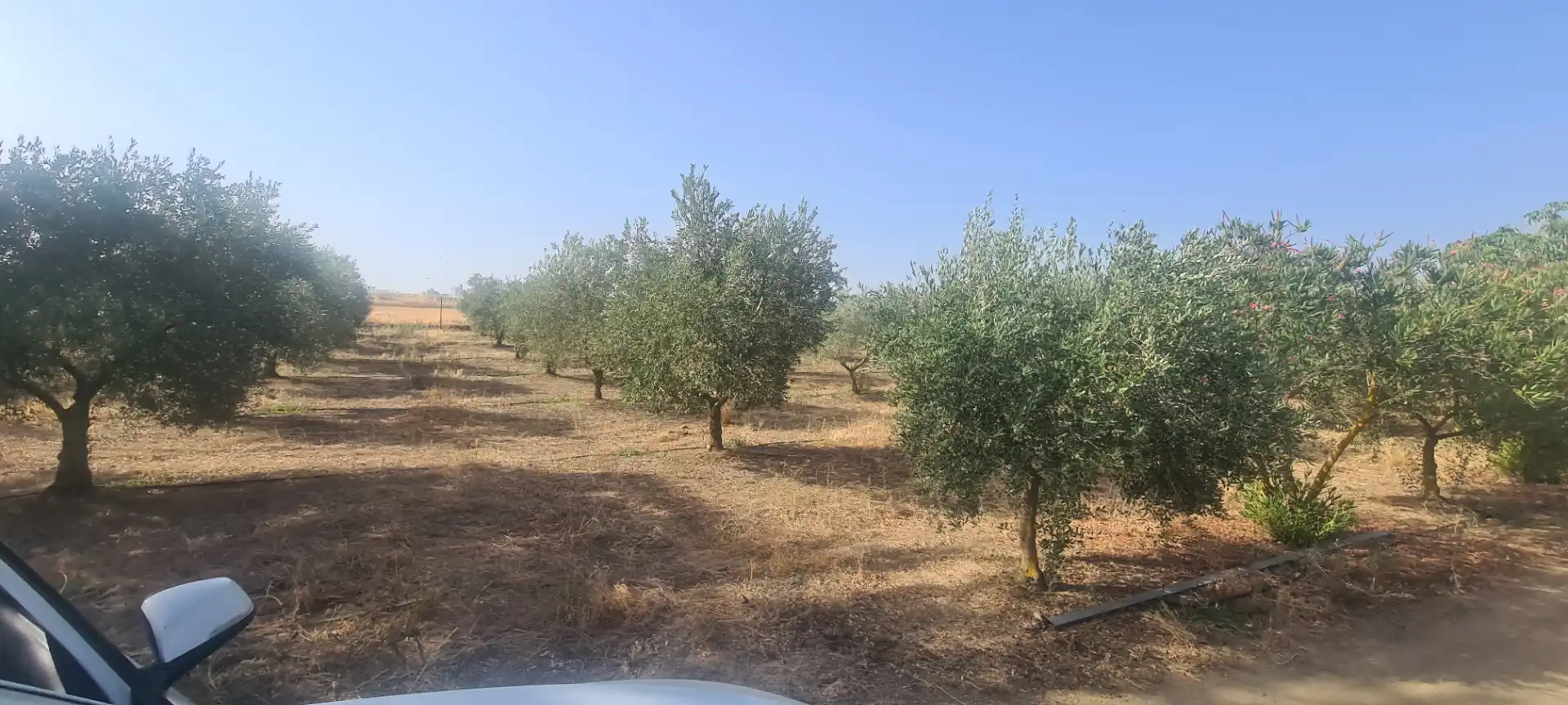Terreni e lotti in vendita a Azuaga, imagen 8