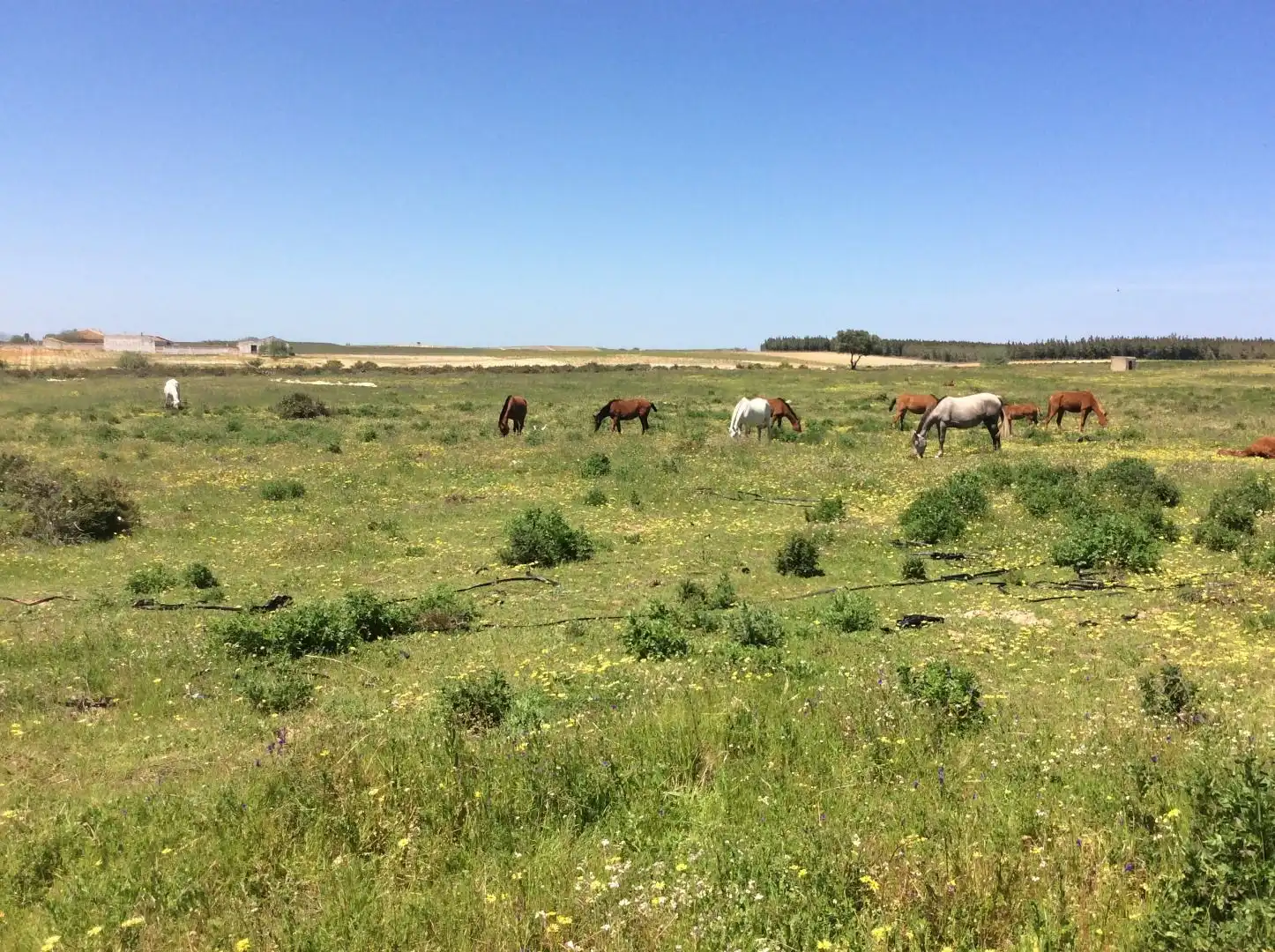 Land for sale in Almonte