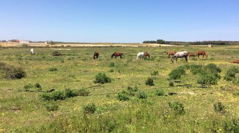 Photo 2 of Land for sale in Almonte ciudad, Almonte