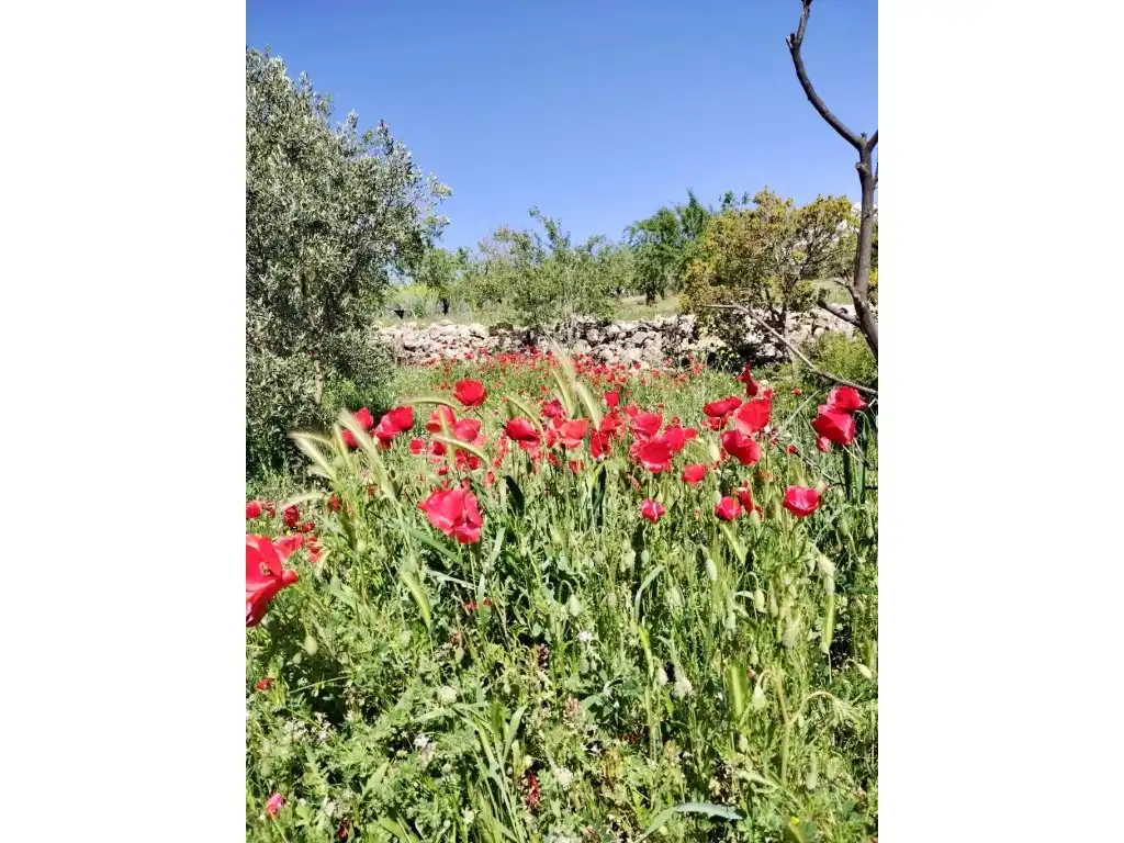 Jardín de Casa o chalet en venta en Alhama de Granada
