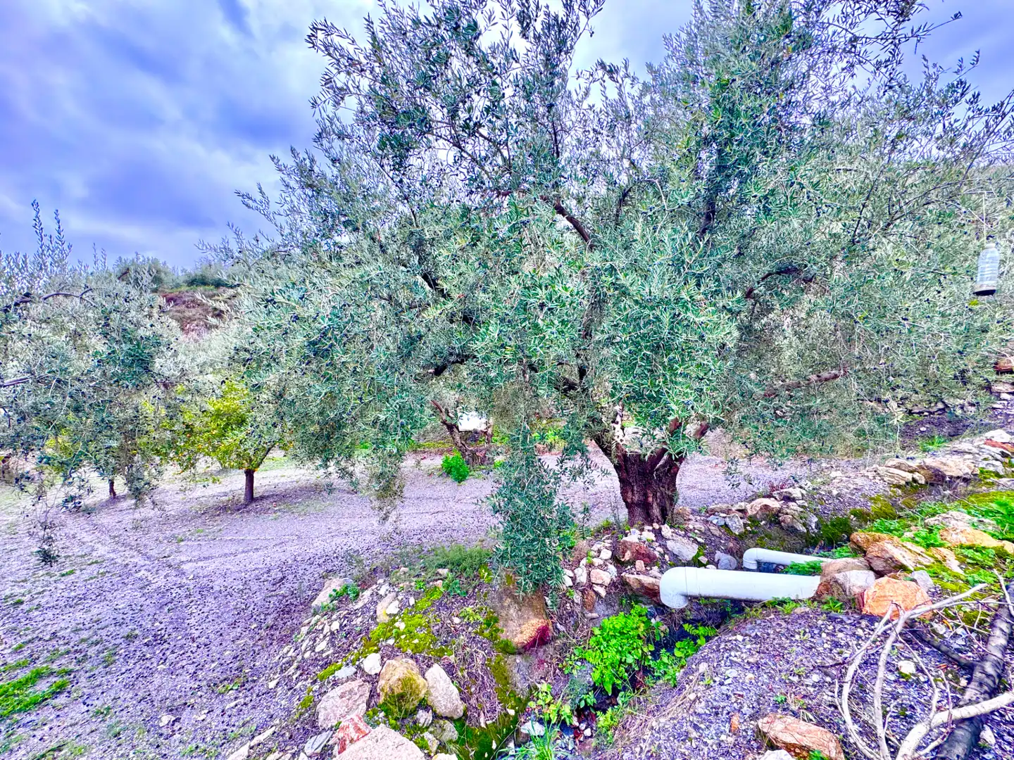 Terreni e lotti in vendita a Lugar Cortijo El Peñon, imagen 31