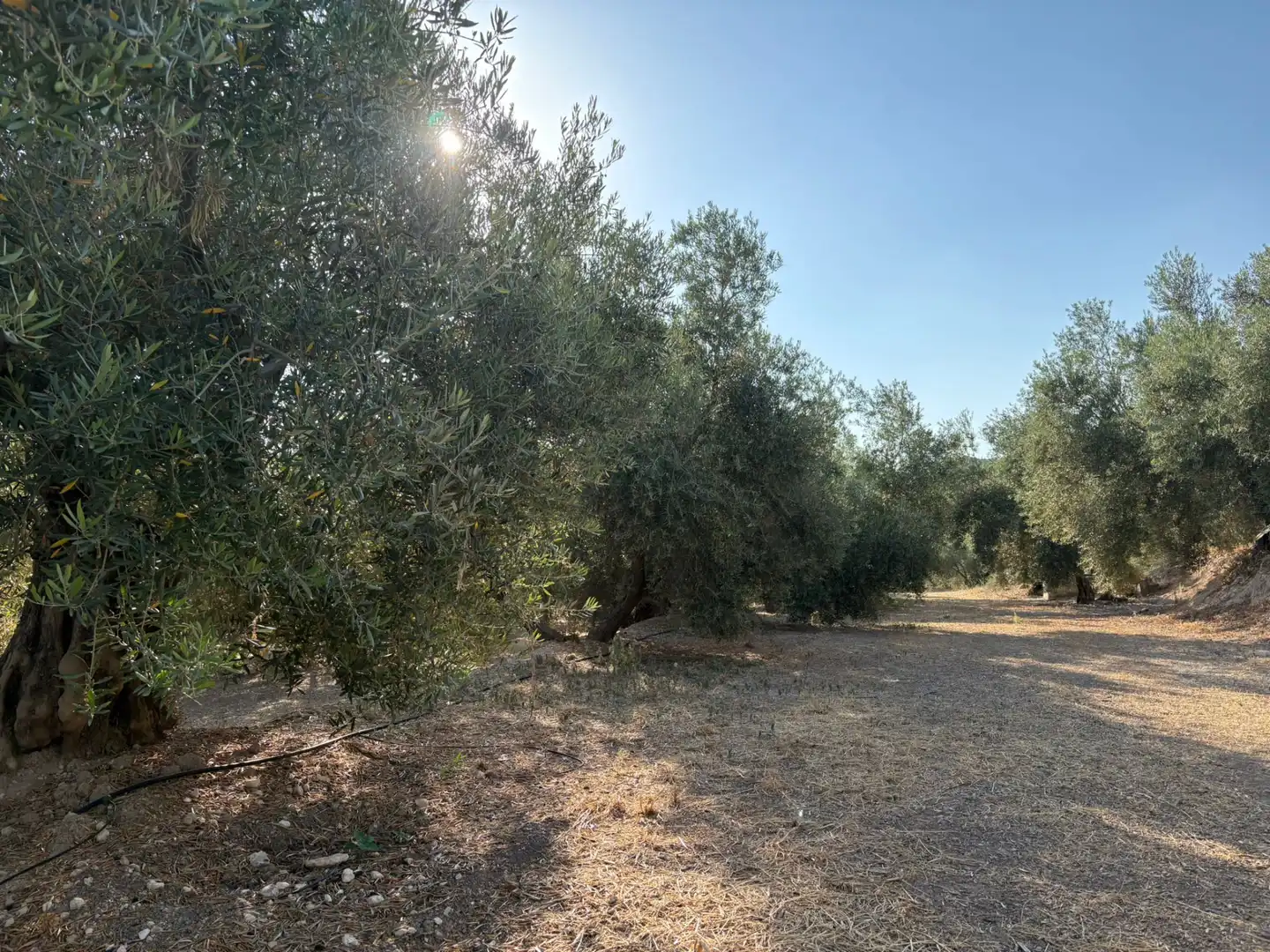 Terreni e lotti in vendita a Calle Atalayuela 9, imagen 2
