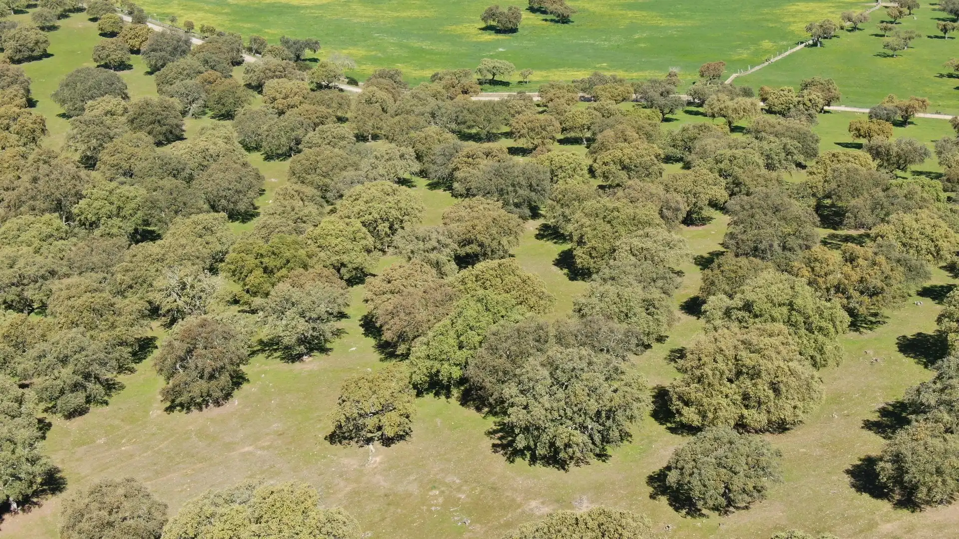 Terreno rustico in vendita a Villanueva de la Serena, imagen 2