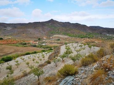 Terreno rustico in vendita a Pasaje Valdelentisco 25