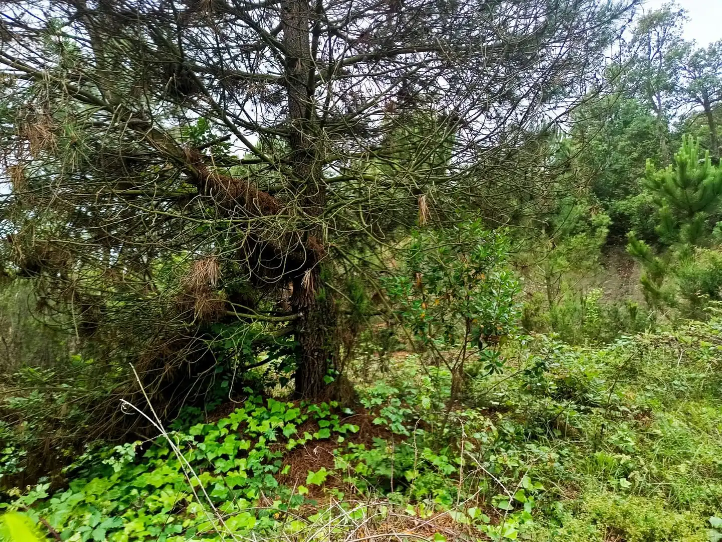 Lands and plots for sale in Llagostera, imagen 9