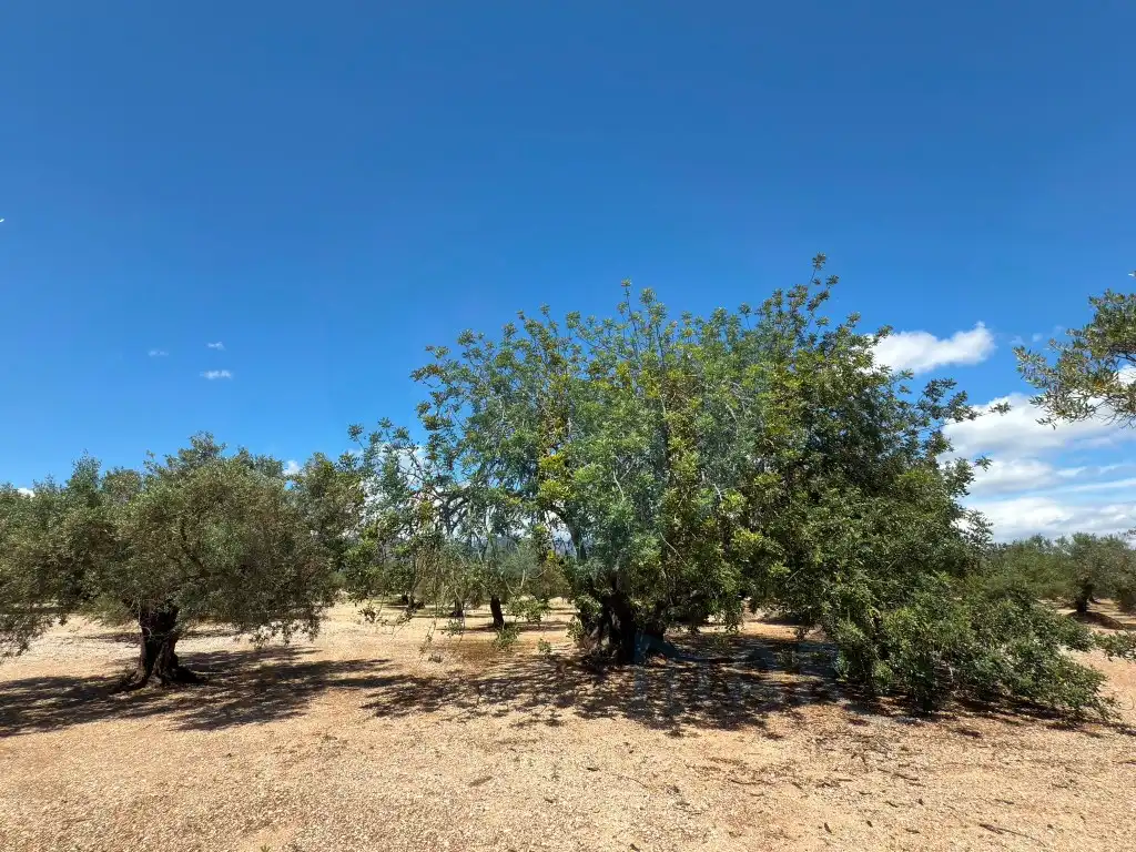 Finca rústica en venda en Mas de Barberans