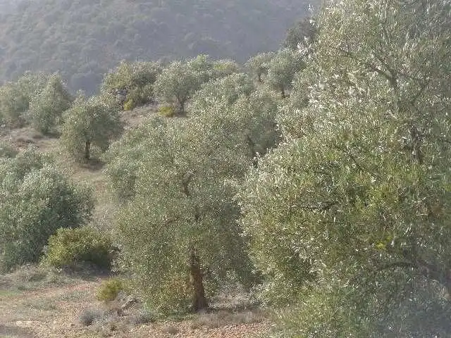 Terreni e lotti in vendita a Huelma, imagen 5