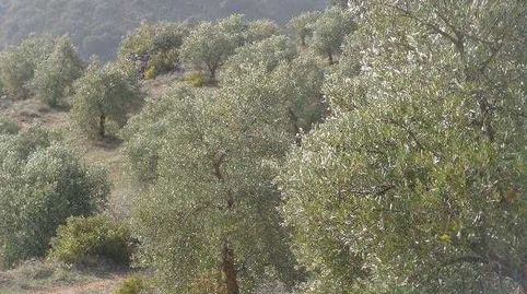 Finca Agraria en venta en Huelma (Jaén), immagine 5