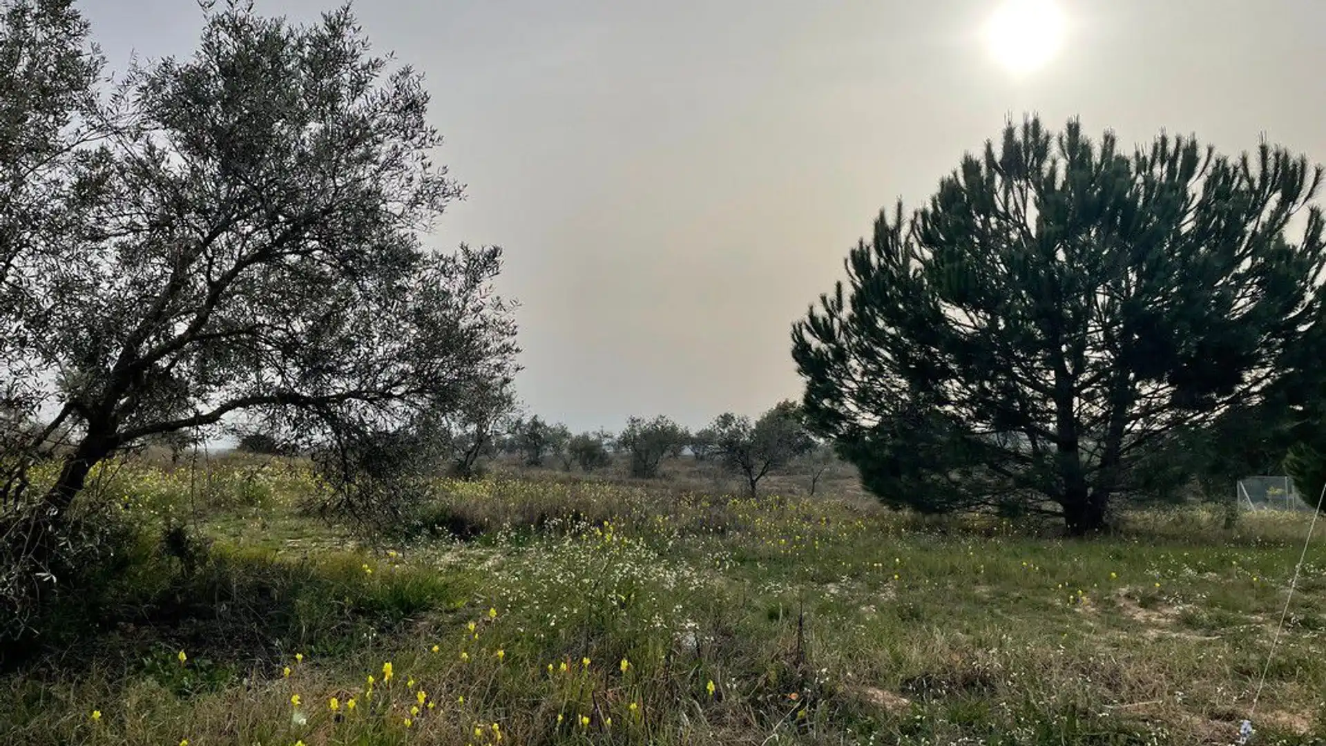 Finca rústica en venta en La Palma del Condado