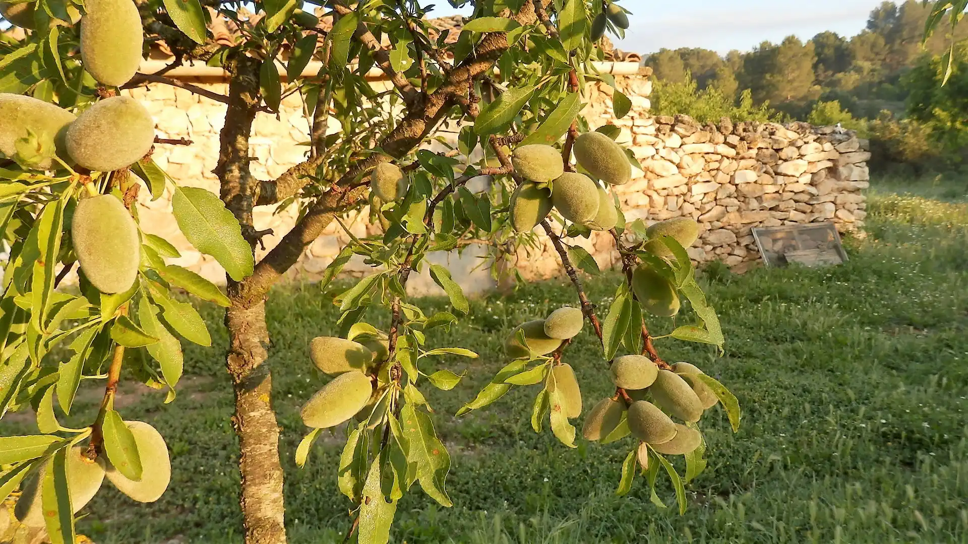 Terreno rustico in vendita a Miravet, imagen 9