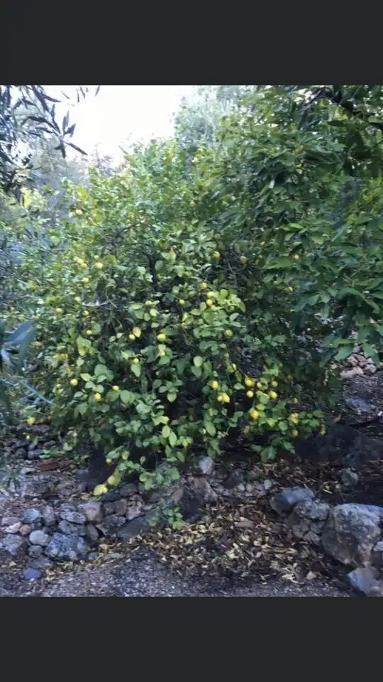 Jardí de Finca rústica en venda en El Pinar