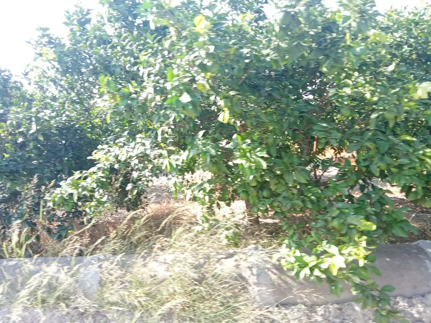 Grundstücke zum Verkauf in Benferri