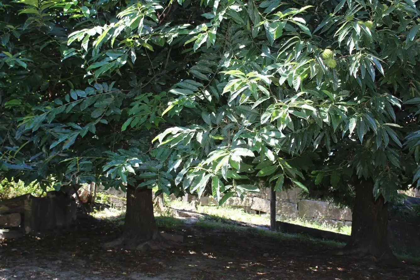 Terreni e lotti in vendita a Coruxo - Oia - Saiáns, imagen 15
