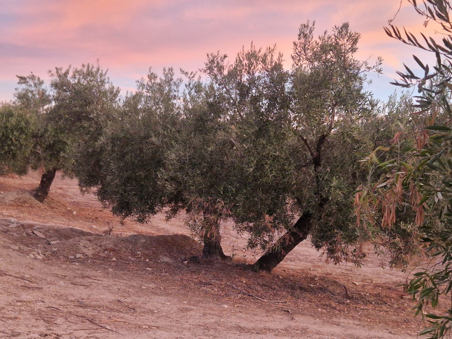 Außenansicht von Residential zum verkauf in  Jaén Capital