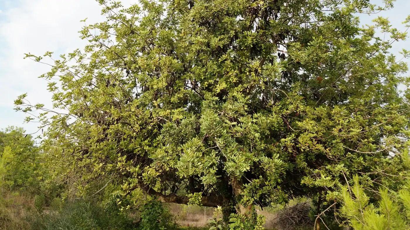 Jardí de Finca rústica en venda en Valls amb Calefacció, Jardí privat i Terrassa