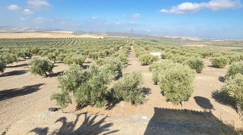 Finca de 7 Fanegas de olivar marteño en Espejo: Un Refugio Rural Único, immagine 5
