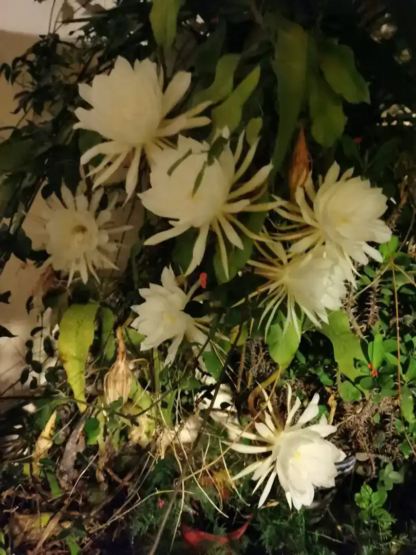 Jardí de Casa adosada en venda en Rincón de la Victoria