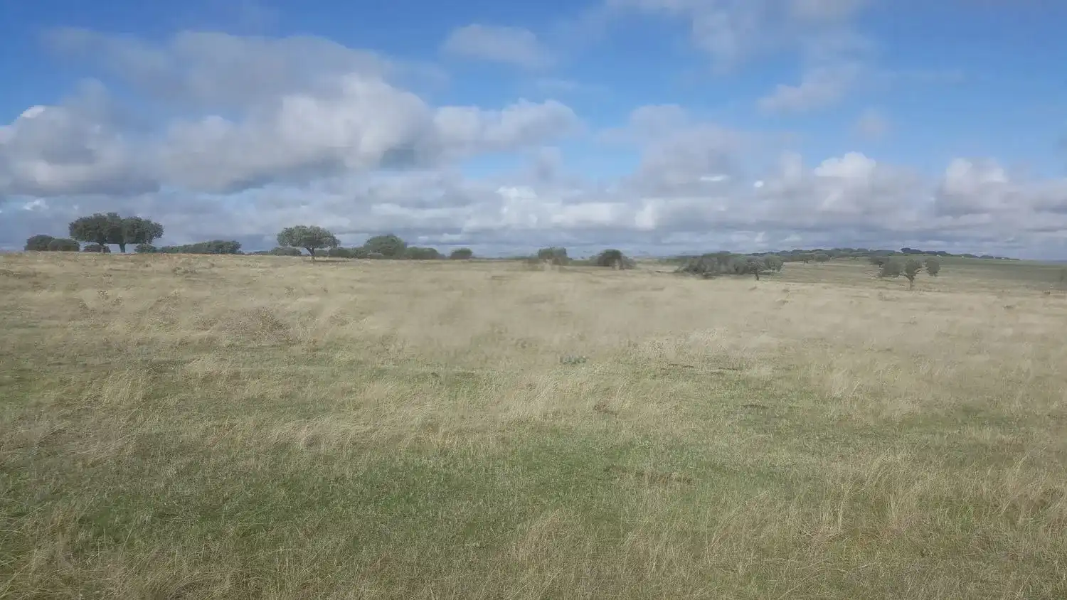 Land for sale in Vistahermosa