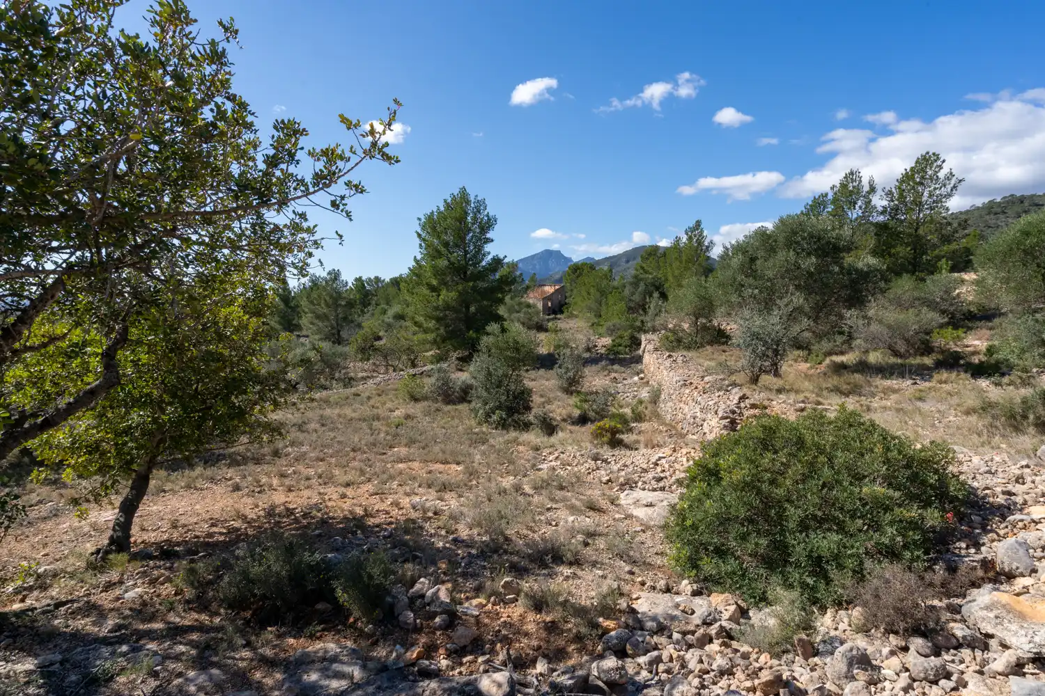 Terrain rustique à vendre à Xerta, imagen 37