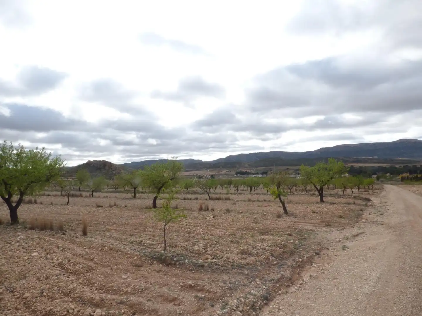 Rustikales Grundstück zum Verkauf in Jumilla, imagen 10