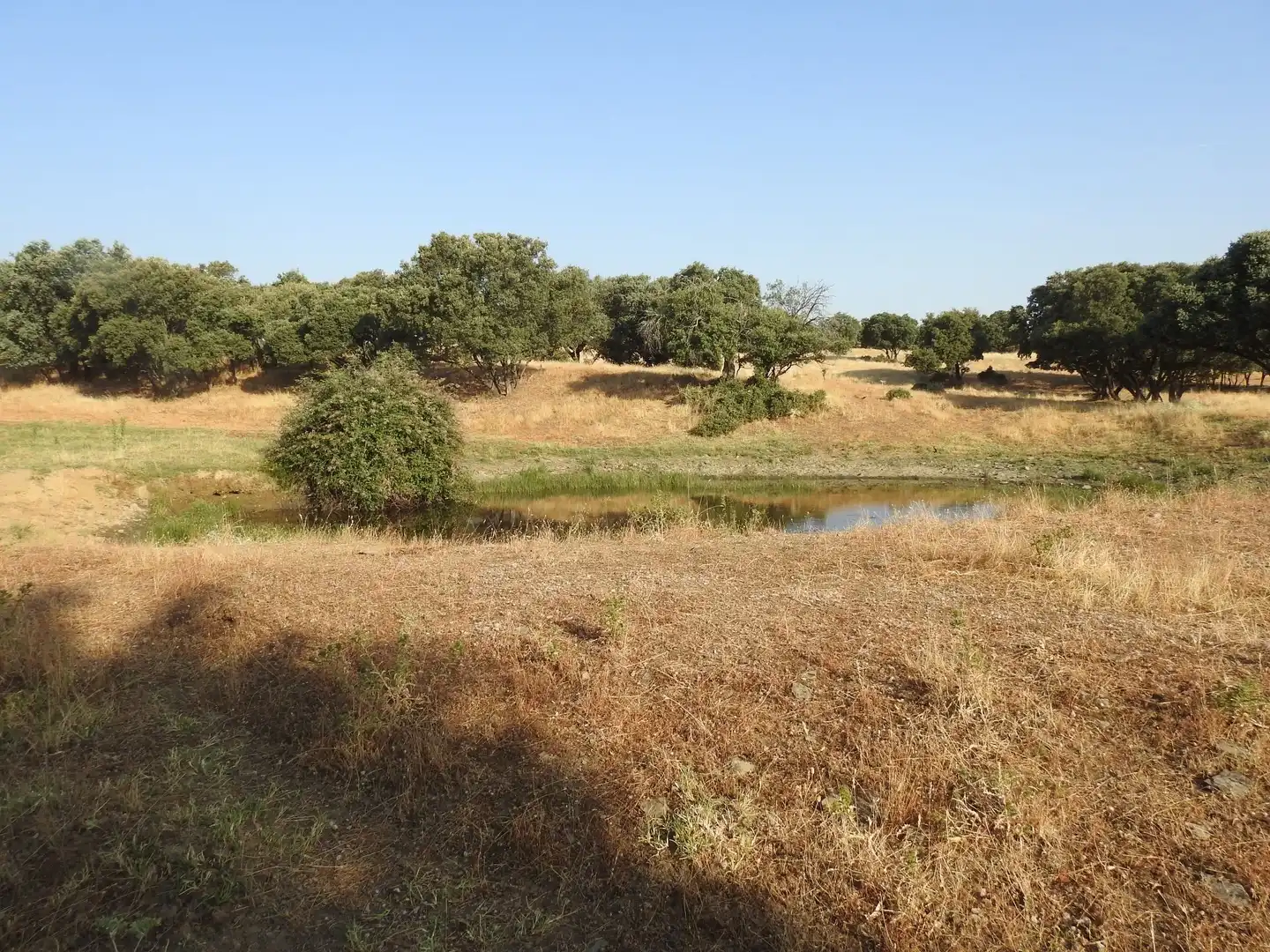Land for sale in Villar del Pedroso