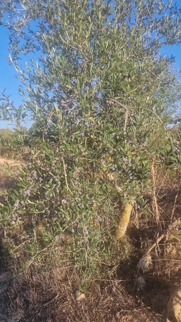 Rural land for sale in Arbeca, imagen 17