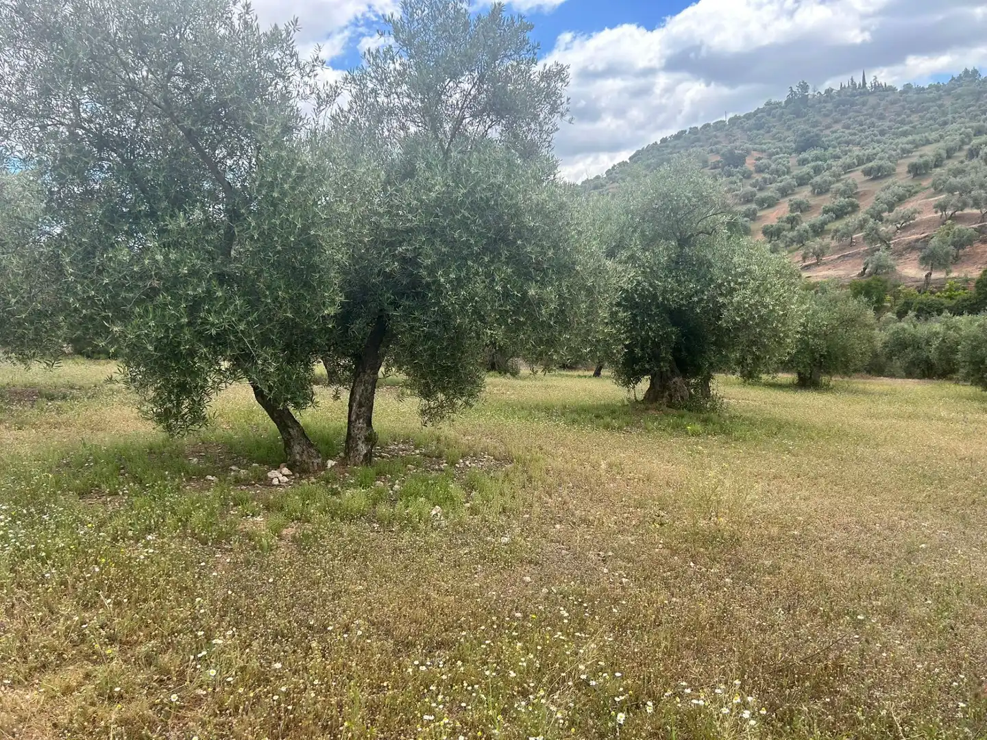 Terreno rustico in vendita a Calicasas, imagen 15