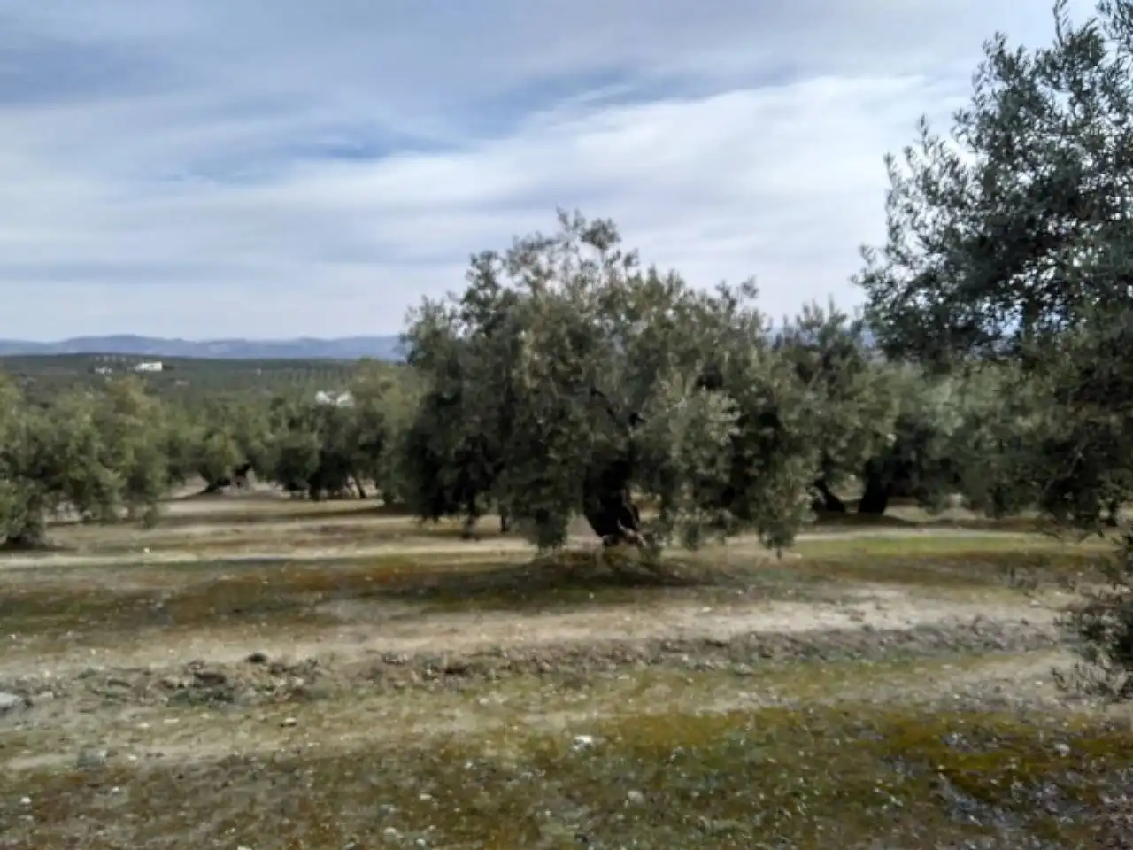 Terrain rustique à vendre à Baena, imagen 3