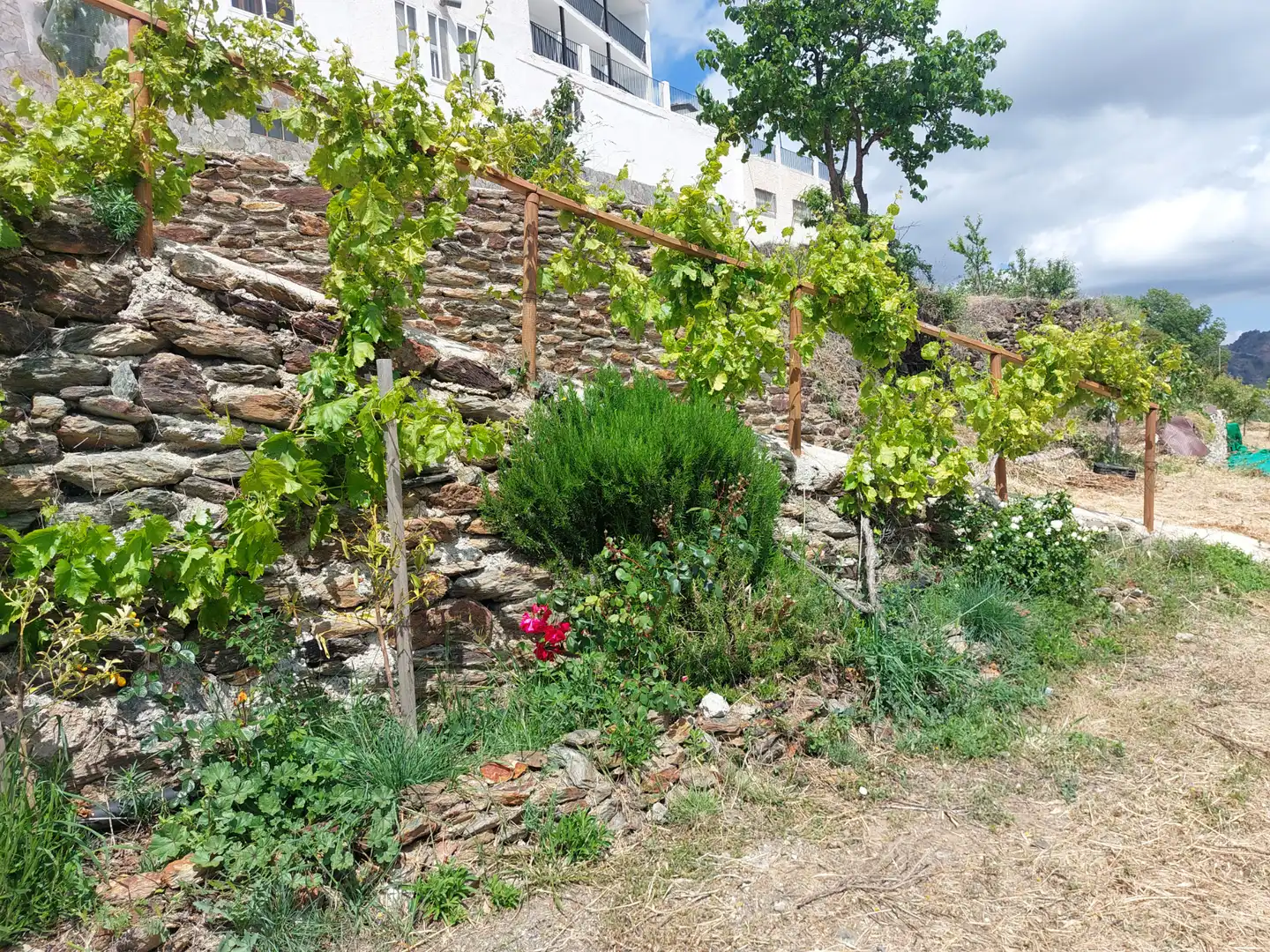Garden of Land for sale in Pórtugos