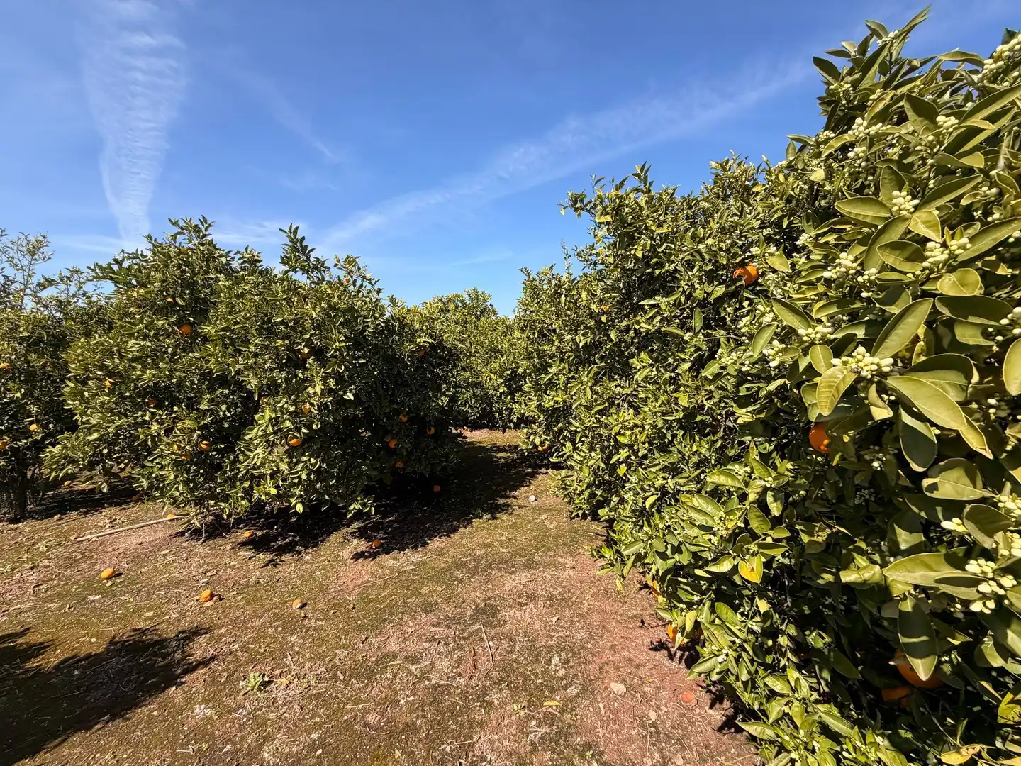 Rural land for sale in Almenara, imagen 29