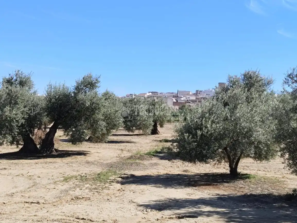 Terreni e lotti in vendita a Mengíbar, imagen 13