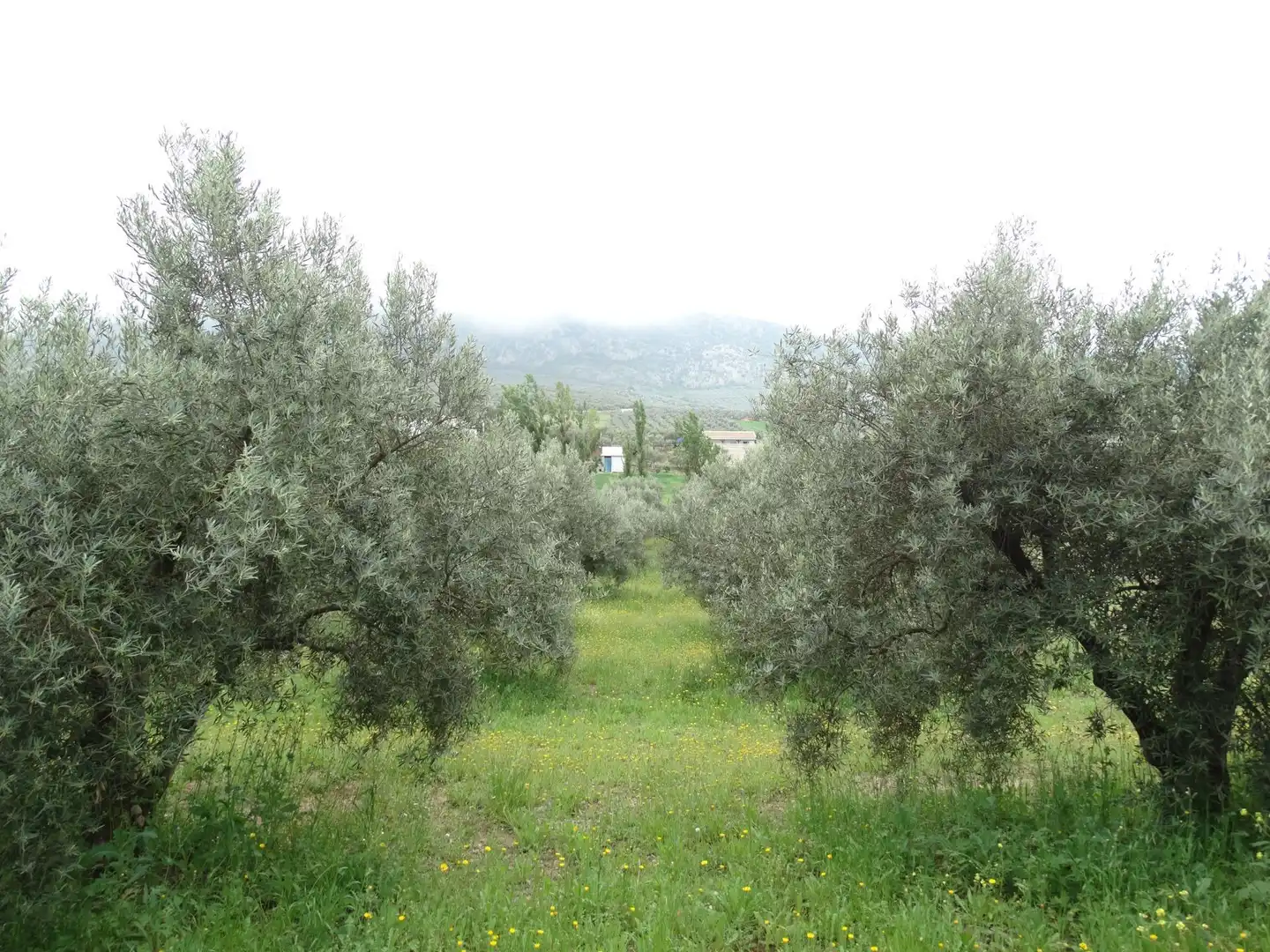 Lands and plots for sale in Calle CERRO LIMON, imagen 10