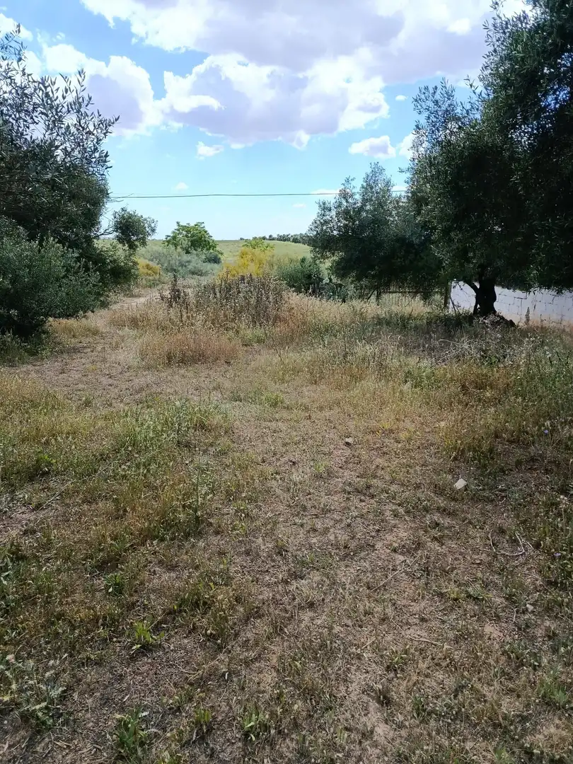 Terrain rustique à vendre à Camino CAÑADA REAL ARMADA A-8032, imagen 9