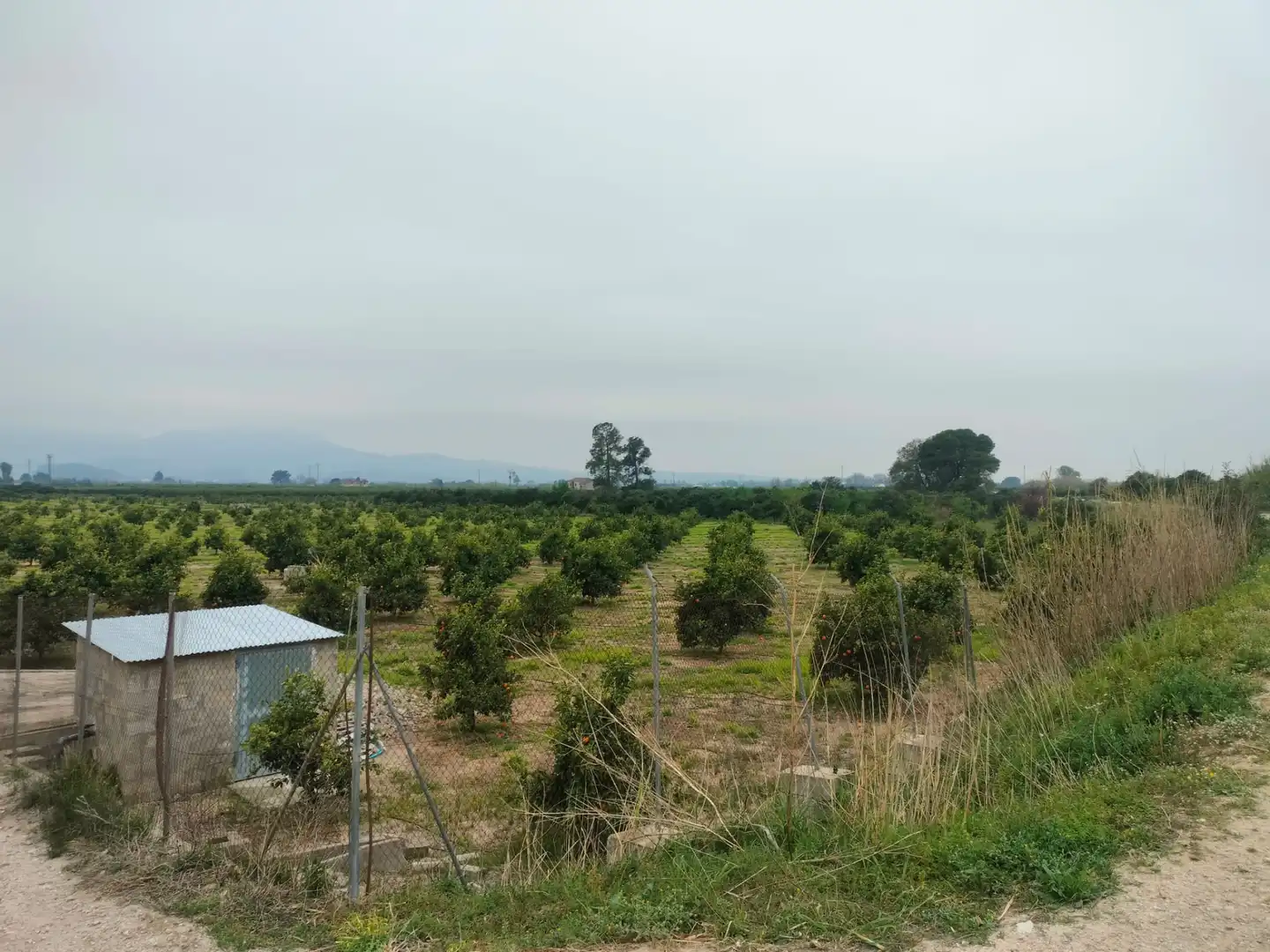 Rural land for sale in Sollana, imagen 3