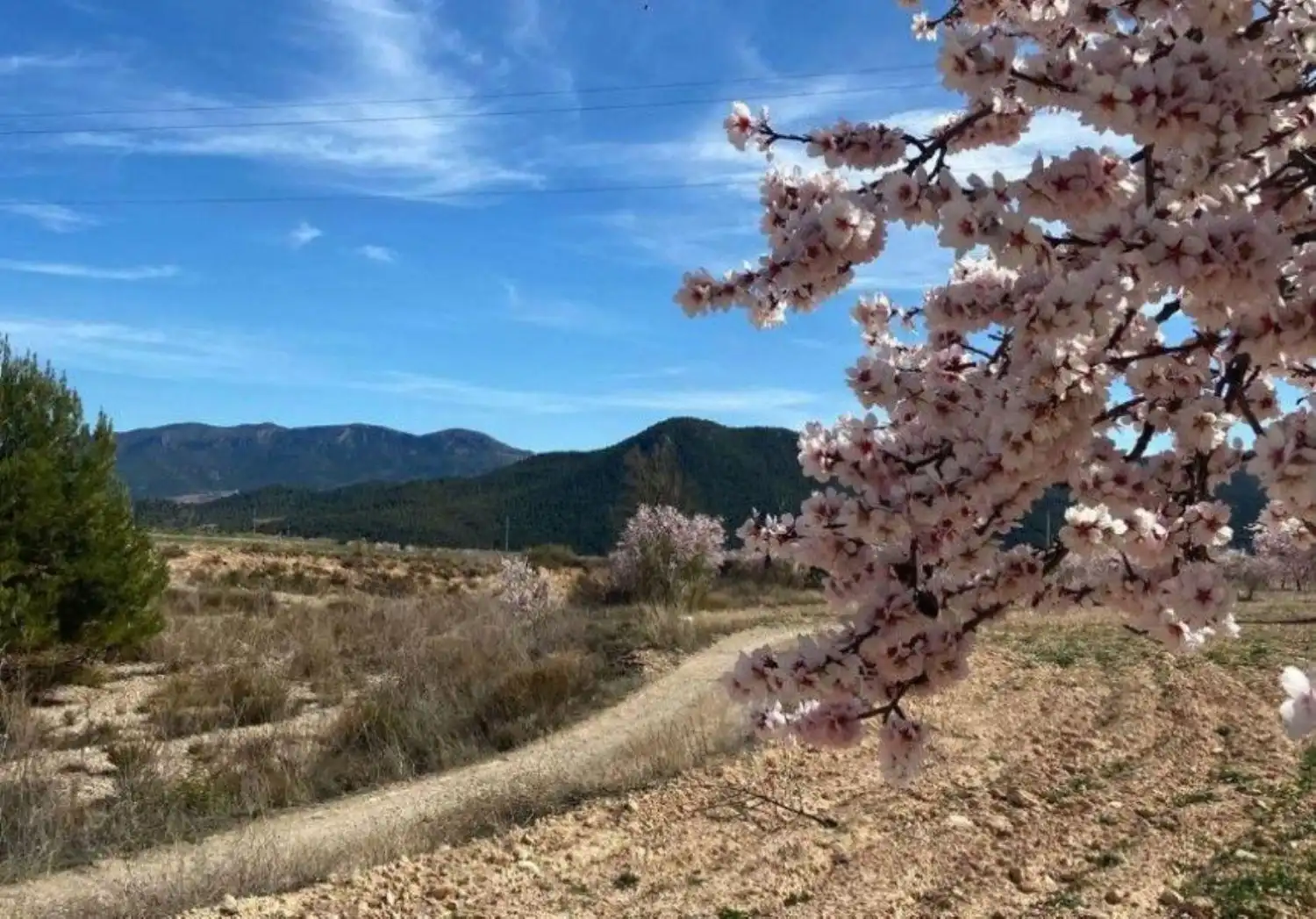 Vista exterior de Finca rústica en venta en Vélez-Rubio con Calefacción, Jardín privado y Trastero