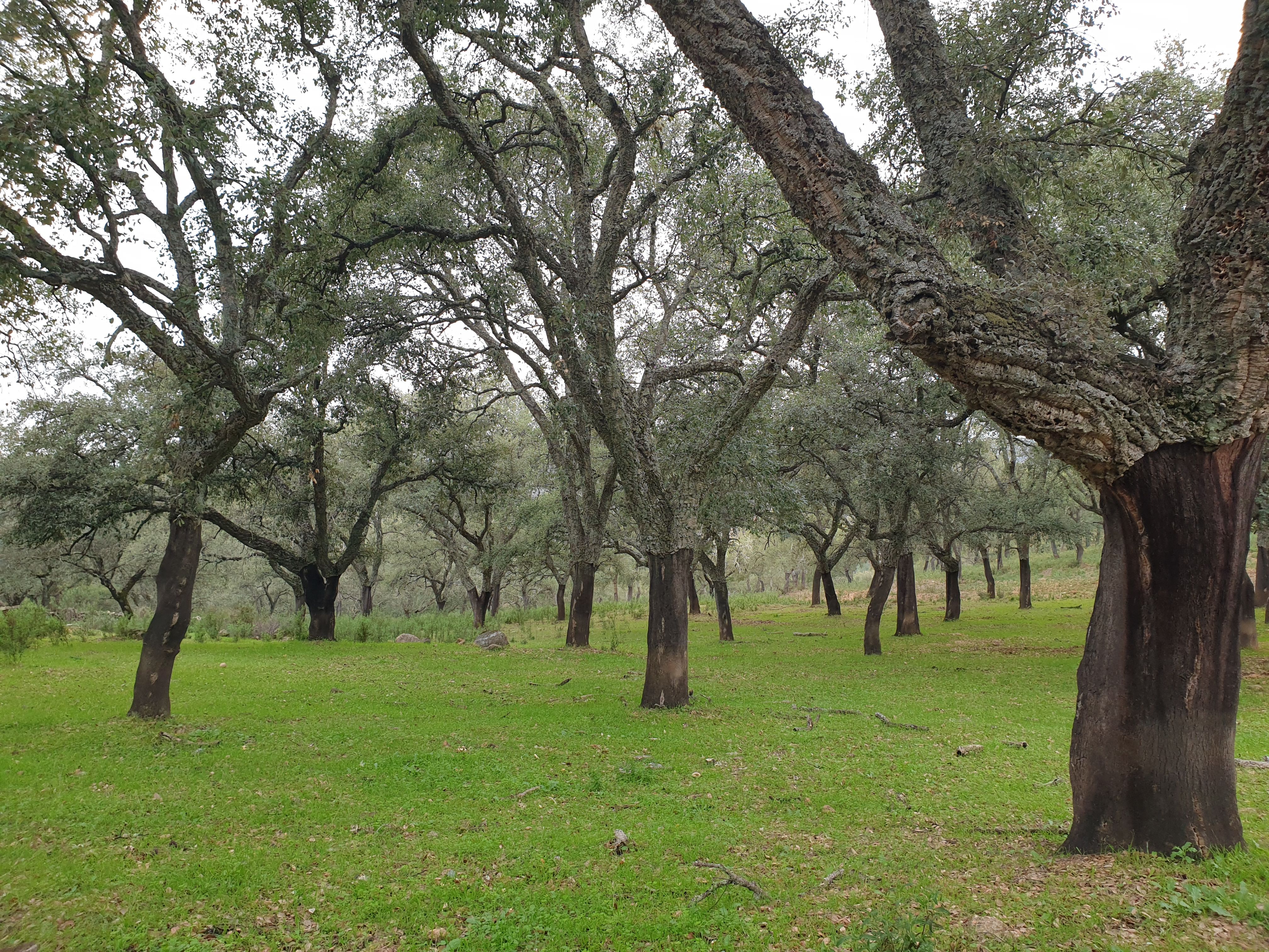Land for sale in  Sevilla Capital