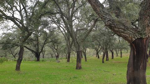 Photo 2 of Land for sale in Parque María Luisa -Giralda Sur, Sevilla